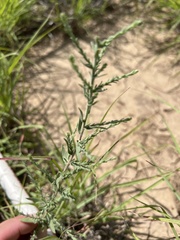 Cycloloma atriplicifolium
