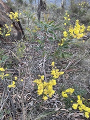 Acacia terminalis