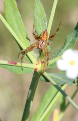 Neoscona arabesca
