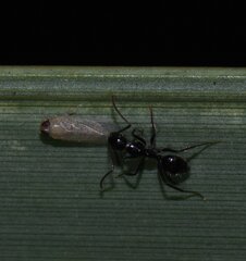 Camponotus sexguttatus