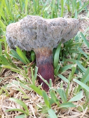 Pulchroboletus rubricitrinus