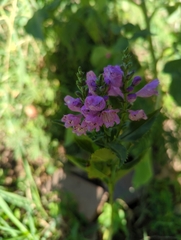 Physostegia