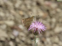 Hesperiinae