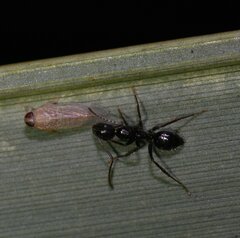 Camponotus sexguttatus