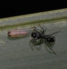 Camponotus sexguttatus