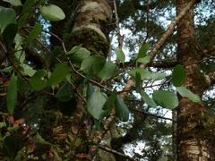 Peraxilla colensoi