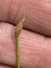 Eleocharis palustris