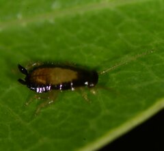 Chorisoneura parishi