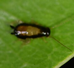Chorisoneura parishi