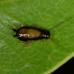 Chorisoneura parishi