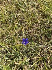 Gentiana pneumonanthe