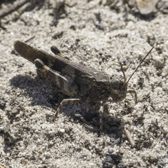 Trimerotropis fontana