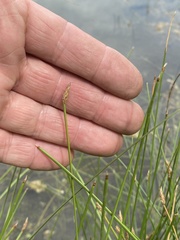 Eleocharis palustris