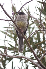 Anthochaera carunculata