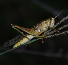 Schistocerca americana