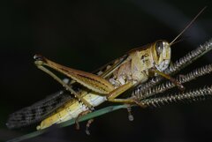 Schistocerca americana