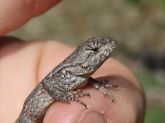 Sceloporus undulatus