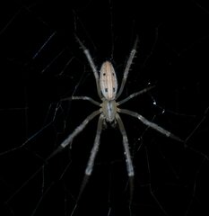 Larinia