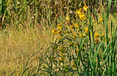 Helianthus nuttallii