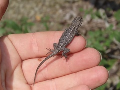 Sceloporus undulatus