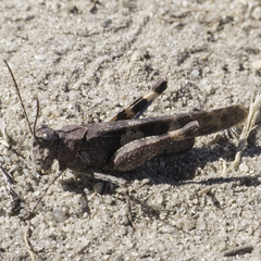 Trimerotropis fontana
