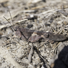 Trimerotropis fontana