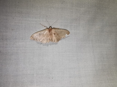 Idaea obsoletaria