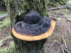 Fomitopsis pinicola