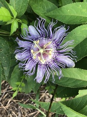 Passiflora incarnata