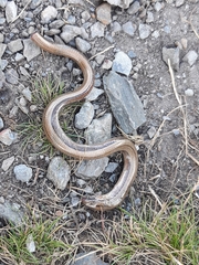 Anguis fragilis