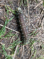 Eacles imperialis pini