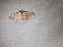 Idaea obsoletaria