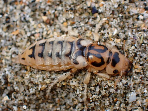 Pictured Rove Beetle photo 2