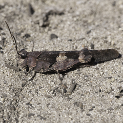 Trimerotropis fontana