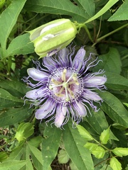 Passiflora incarnata