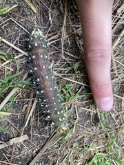 Eacles imperialis pini