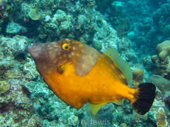 Cantherhines macrocerus