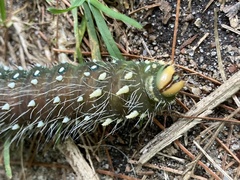 Eacles imperialis pini