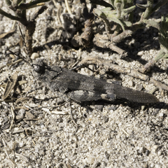 Trimerotropis fontana