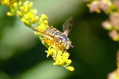 Spilomyia longicornis