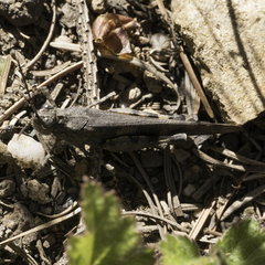 Trimerotropis fontana