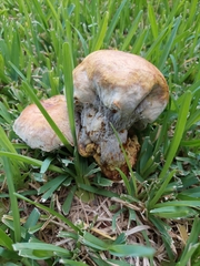 Pulchroboletus rubricitrinus