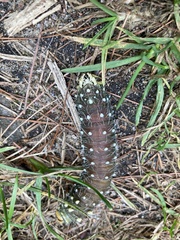 Eacles imperialis pini