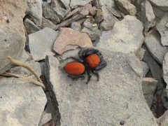 Phidippus cardinalis