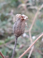 Silene latifolia alba