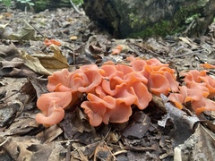 Guepinia helvelloides