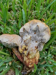 Pulchroboletus rubricitrinus