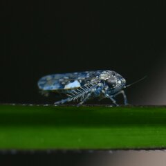 Xestocephalus tessellatus