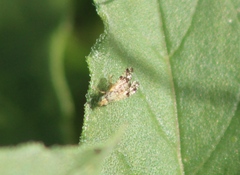 Neotephritis finalis