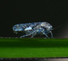 Xestocephalus tessellatus